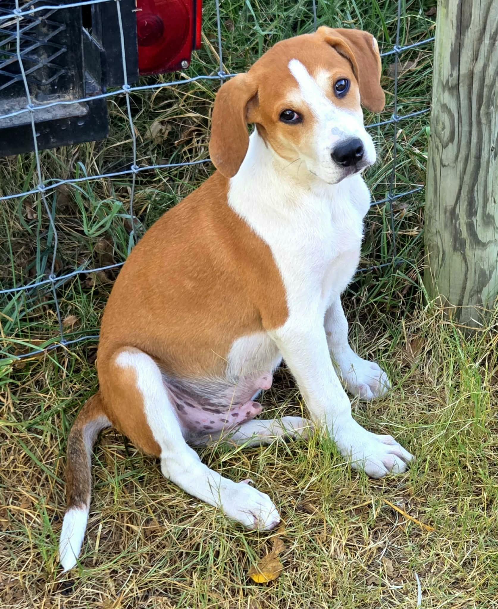 Flapjack, Adoptable, Puppy Male Beagle.