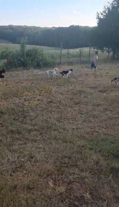 Enlarge Flapjack, a Adoptable mixed breed in Melbourne, AR video 3/3