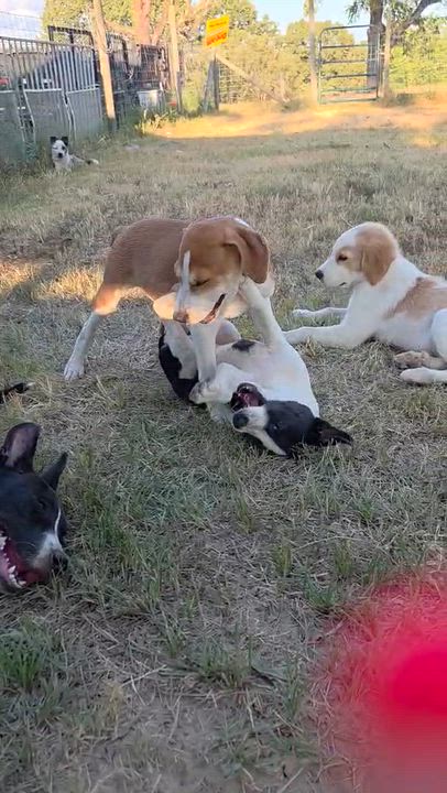 Enlarge Flapjack, a Adoptable mixed breed in Melbourne, AR video 2/3