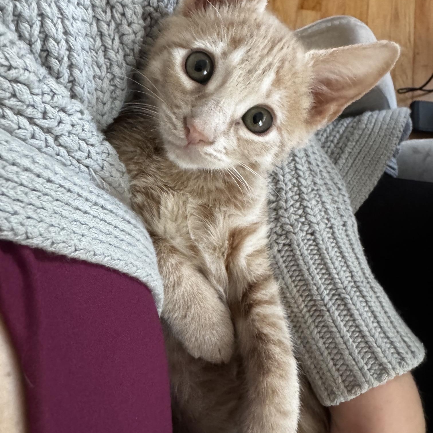 Biscuit, a ADOPTABLE Tabby in Frederick, MD image 6/6