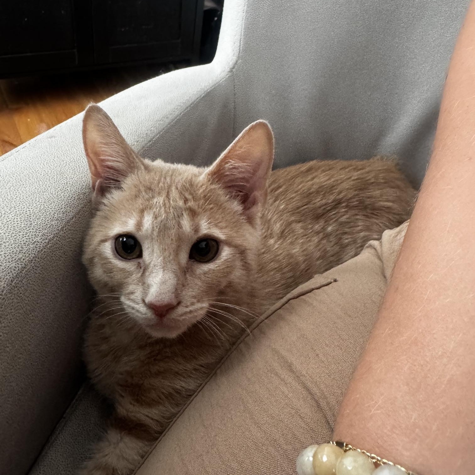 Biscuit, a ADOPTABLE Tabby in Frederick, MD image 2/6