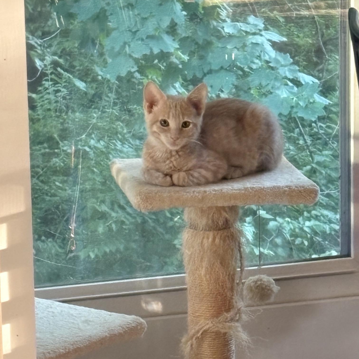 Biscuit, ADOPTABLE, Kitten Male Tabby.