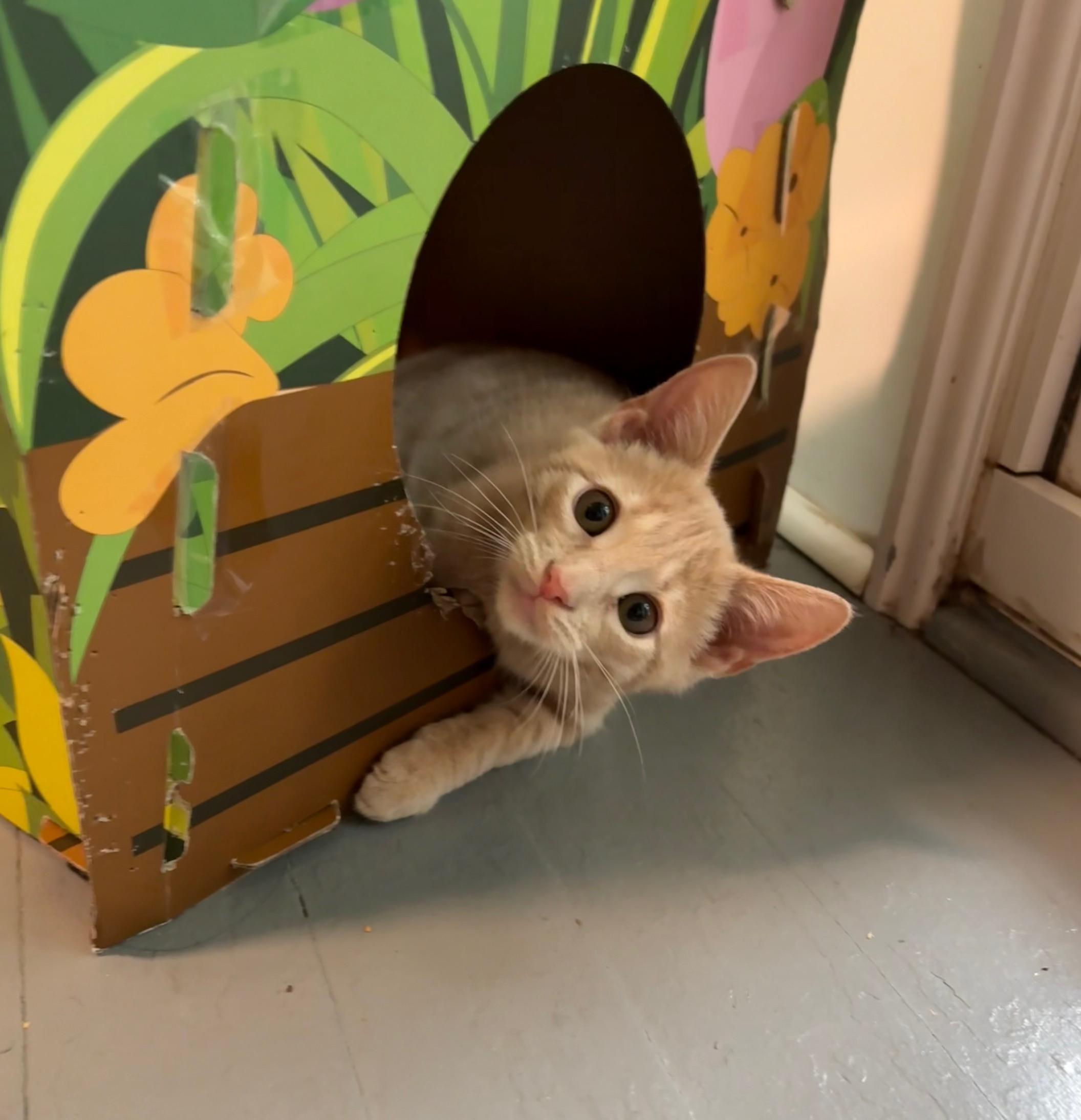 Biscuit, a ADOPTABLE Tabby in Frederick, MD image 4/6