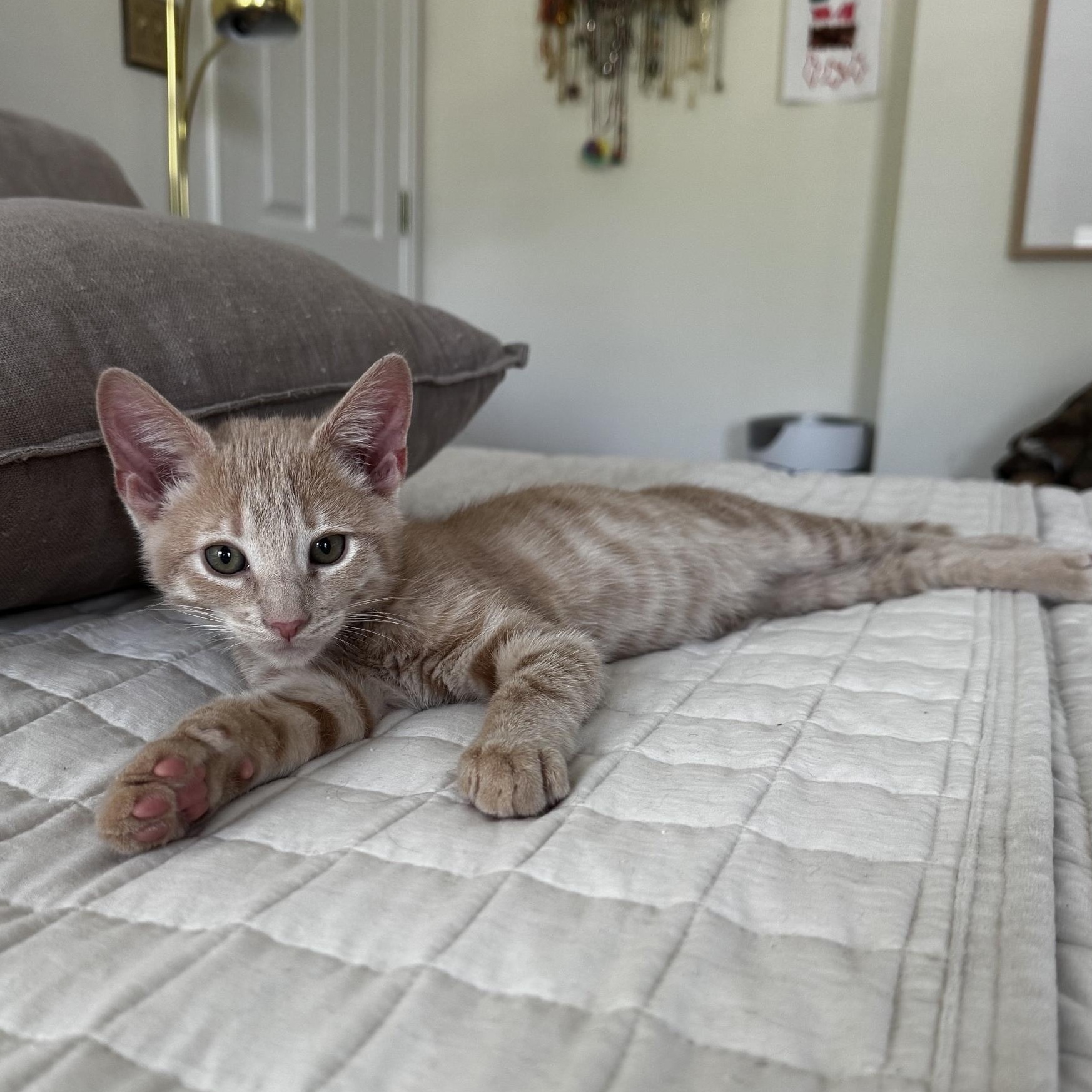 Biscuit, a ADOPTABLE Tabby in Frederick, MD image 3/6