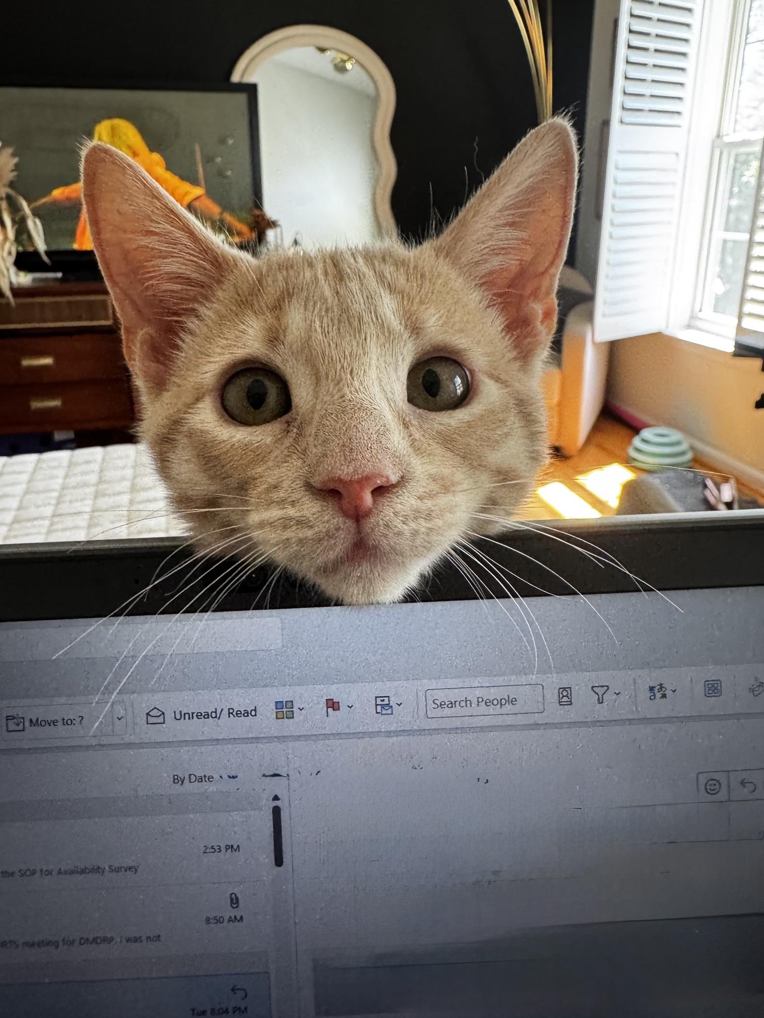 Biscuit, a ADOPTABLE Tabby in Frederick, MD image 5/6