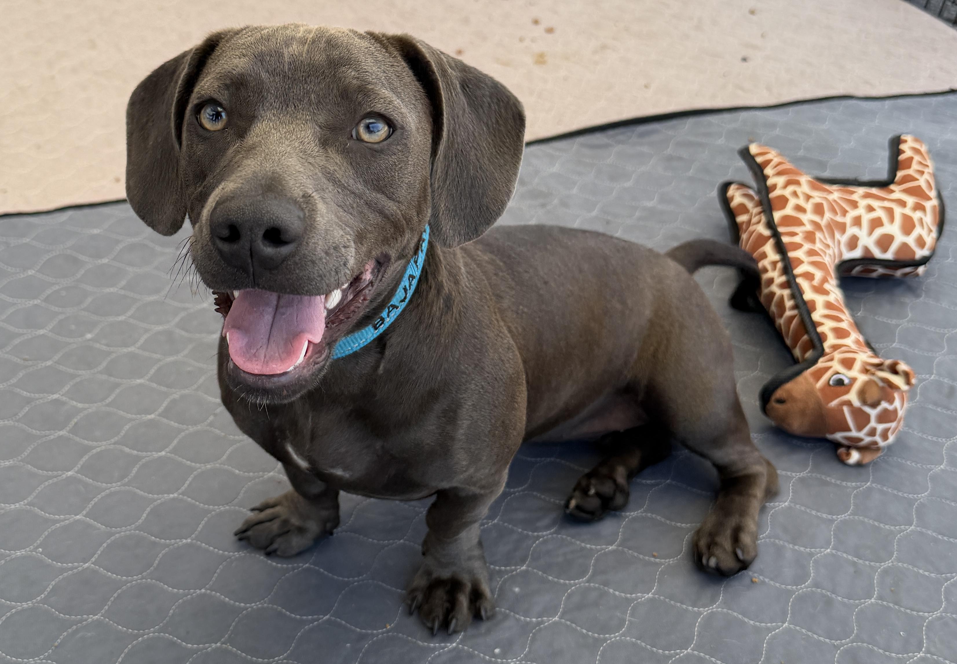 Blue, Adoptable, Young Female Weimaraner & Dachshund.