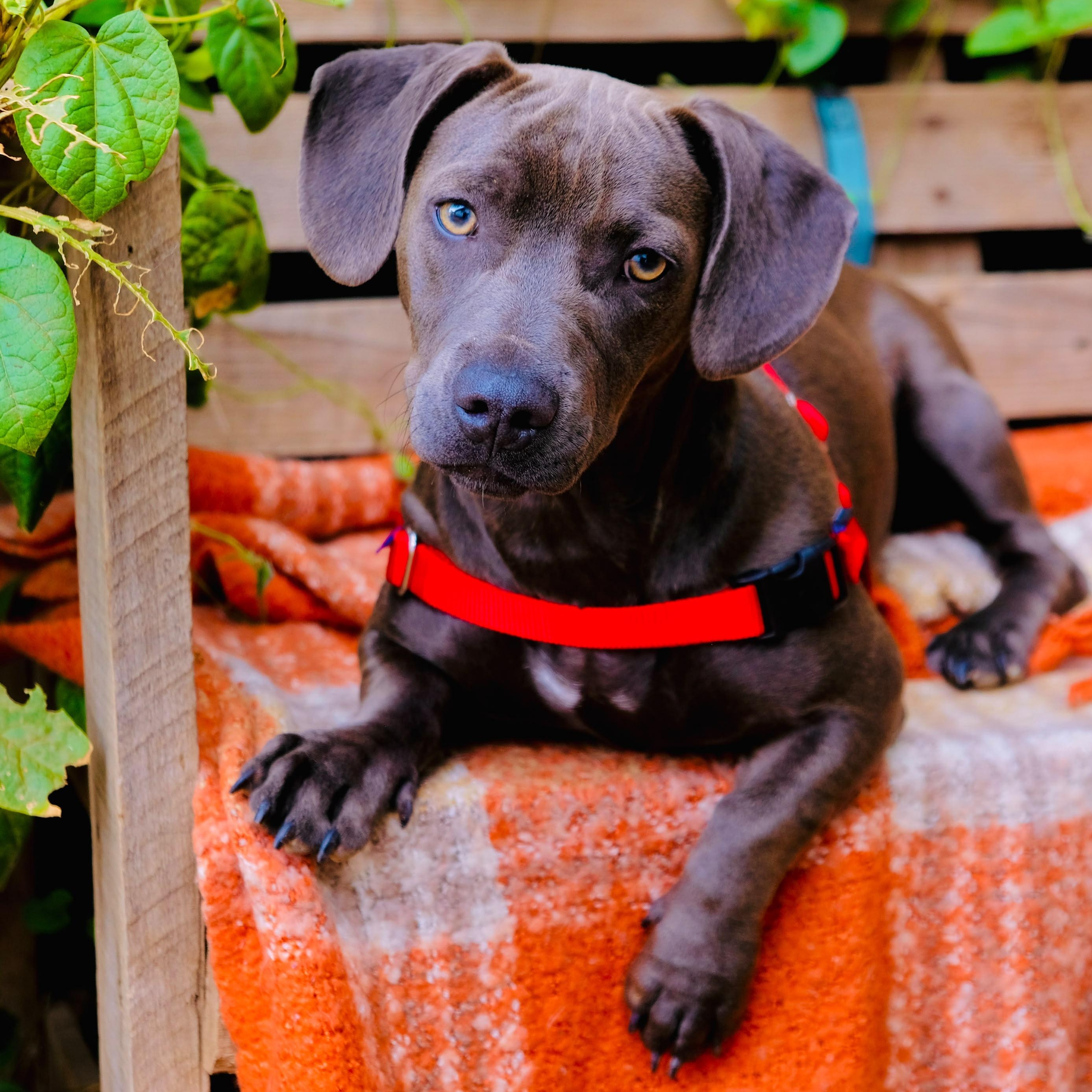 Blue, a Adoptable mixed breed in San Diego, CA image 2/3