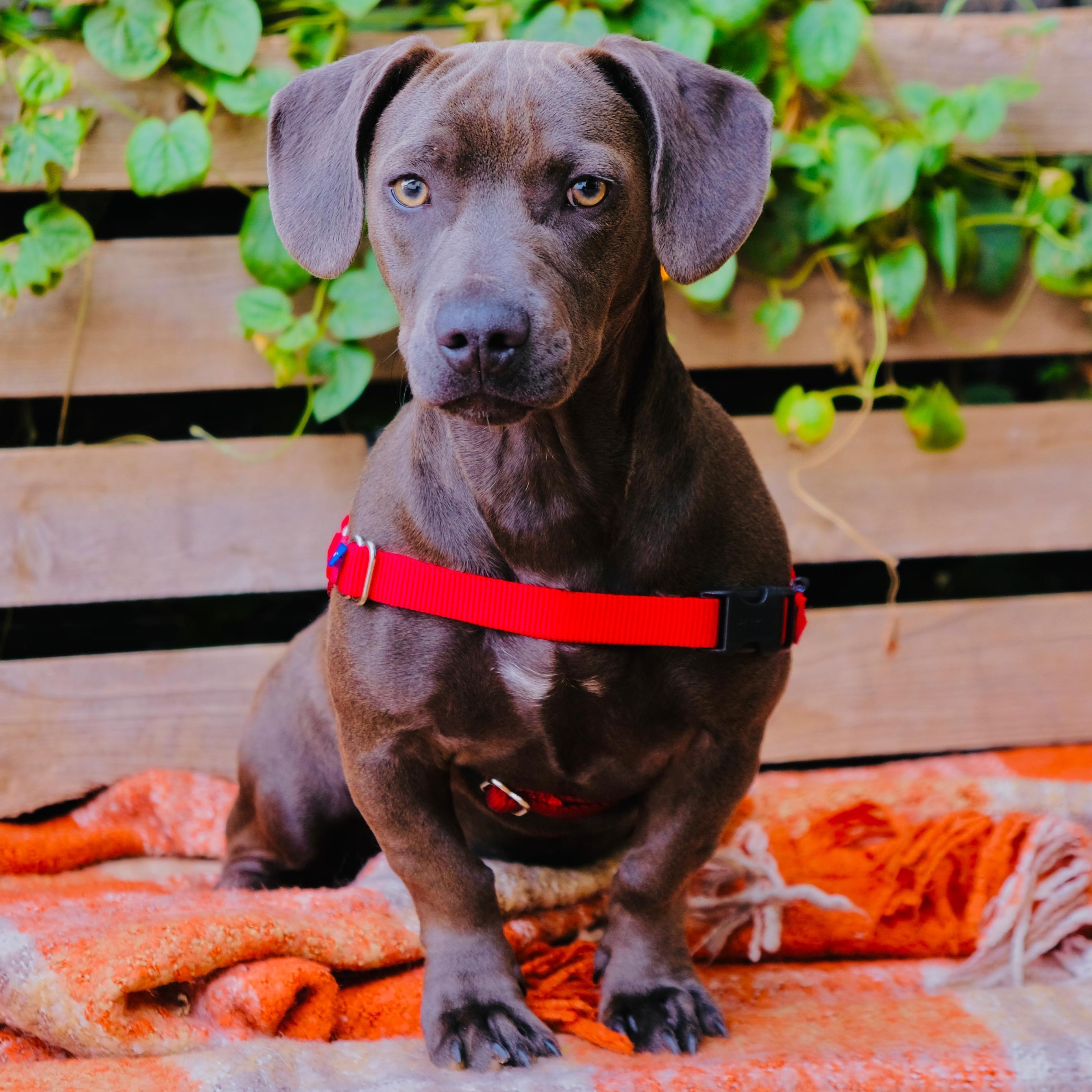 Blue, a Adoptable mixed breed in San Diego, CA image 3/3