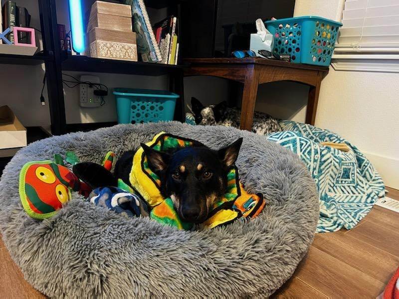 Enlarge LIZ, a Adopted Australian Kelpie in Nampa, ID image 1/6