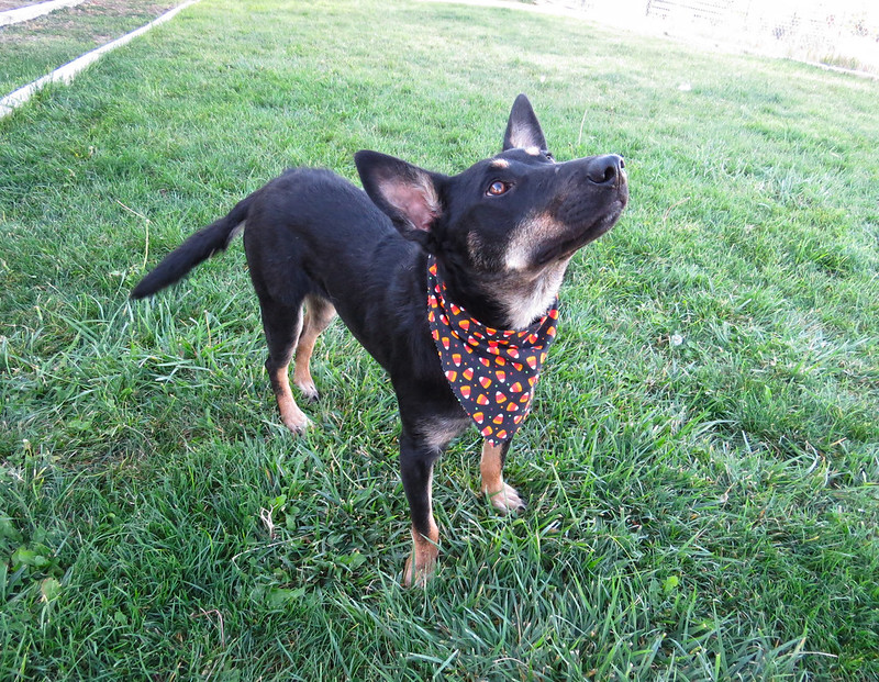 Enlarge LIZ, a Adopted Australian Kelpie in Nampa, ID image 5/6