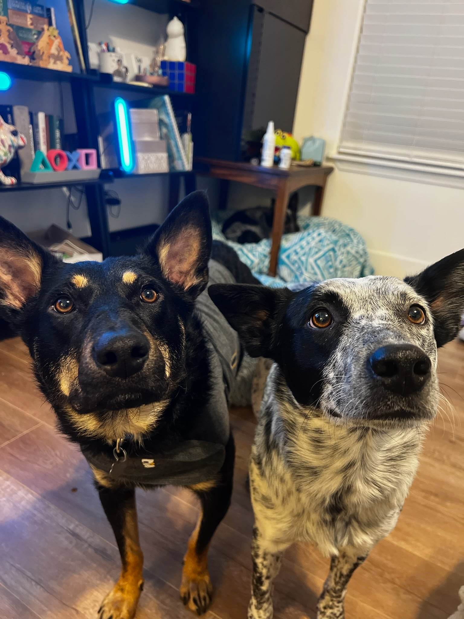 Enlarge LIZ, a Adopted Australian Kelpie in Nampa, ID image 2/6