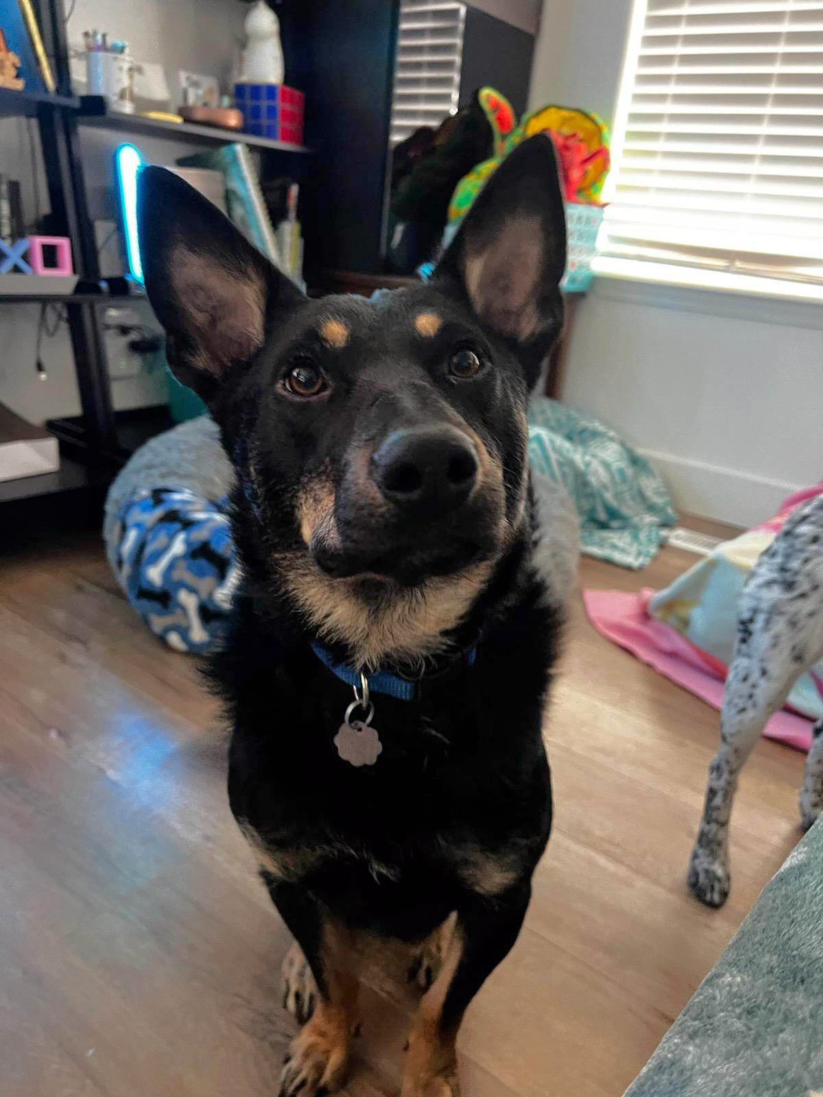 Enlarge LIZ, a Adopted Australian Kelpie in Nampa, ID image 3/6