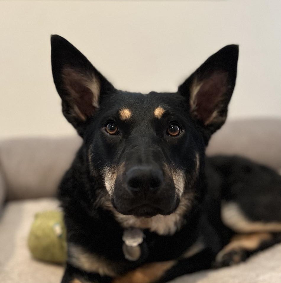 Enlarge LIZ, a Adopted Australian Kelpie in Nampa, ID image 4/6