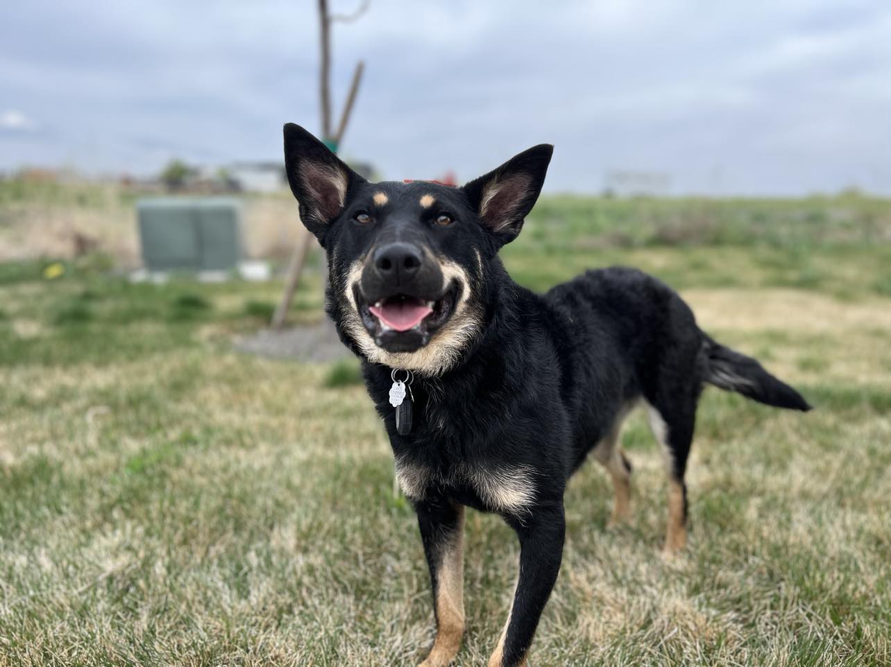 Enlarge LIZ, a Adopted Australian Kelpie in Nampa, ID image 6/6
