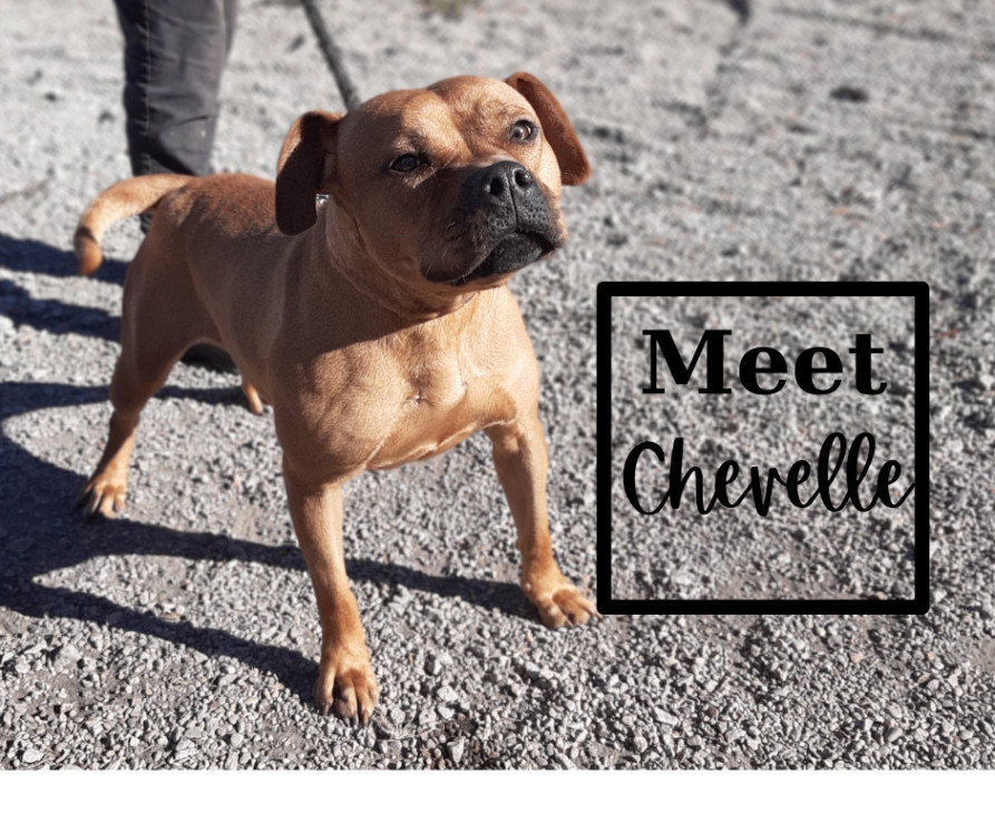 Enlarge Chevelle, a Adoptable mixed breed in Marion, IN image 1/1