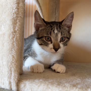 Nash, Adoptable, Kitten Male Domestic Short Hair.