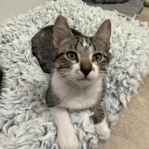 Enlarge Nash, a Adoptable Domestic Short Hair in Madison, WI image 2/6
