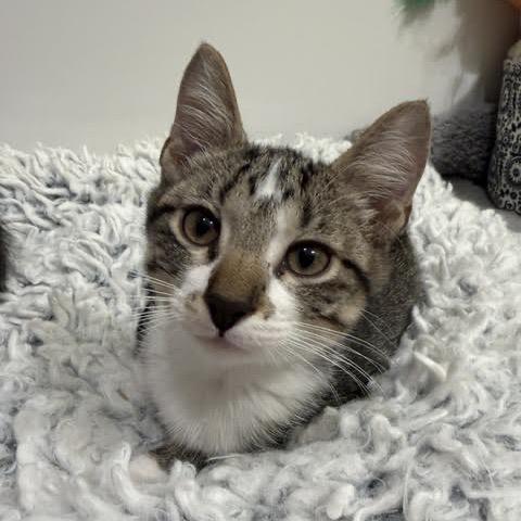 Enlarge Nash, a Adoptable Domestic Short Hair in Madison, WI image 3/6