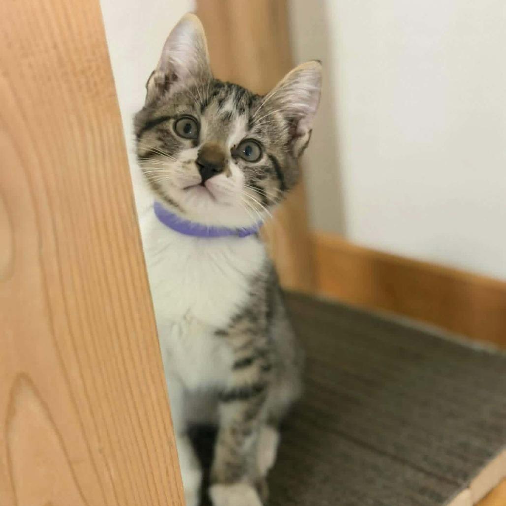 Enlarge Nash, a Adoptable Domestic Short Hair in Madison, WI image 4/6
