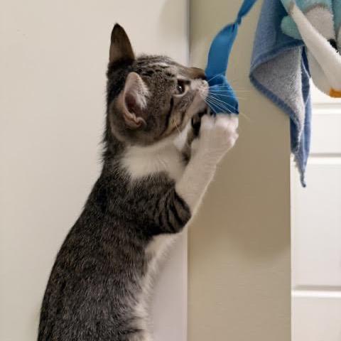 Enlarge Nash, a Adoptable Domestic Short Hair in Madison, WI image 5/6