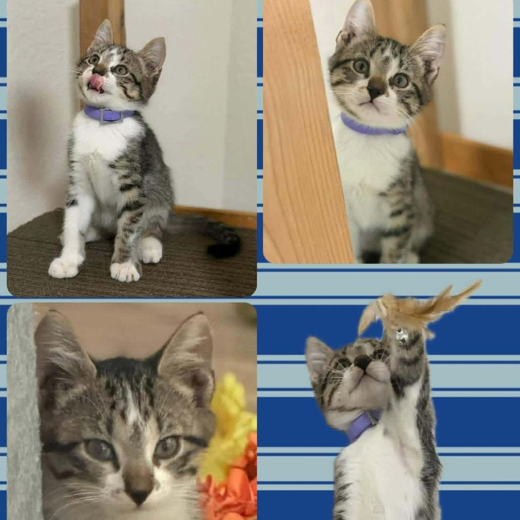 Enlarge Nash, a Adoptable Domestic Short Hair in Madison, WI image 6/6