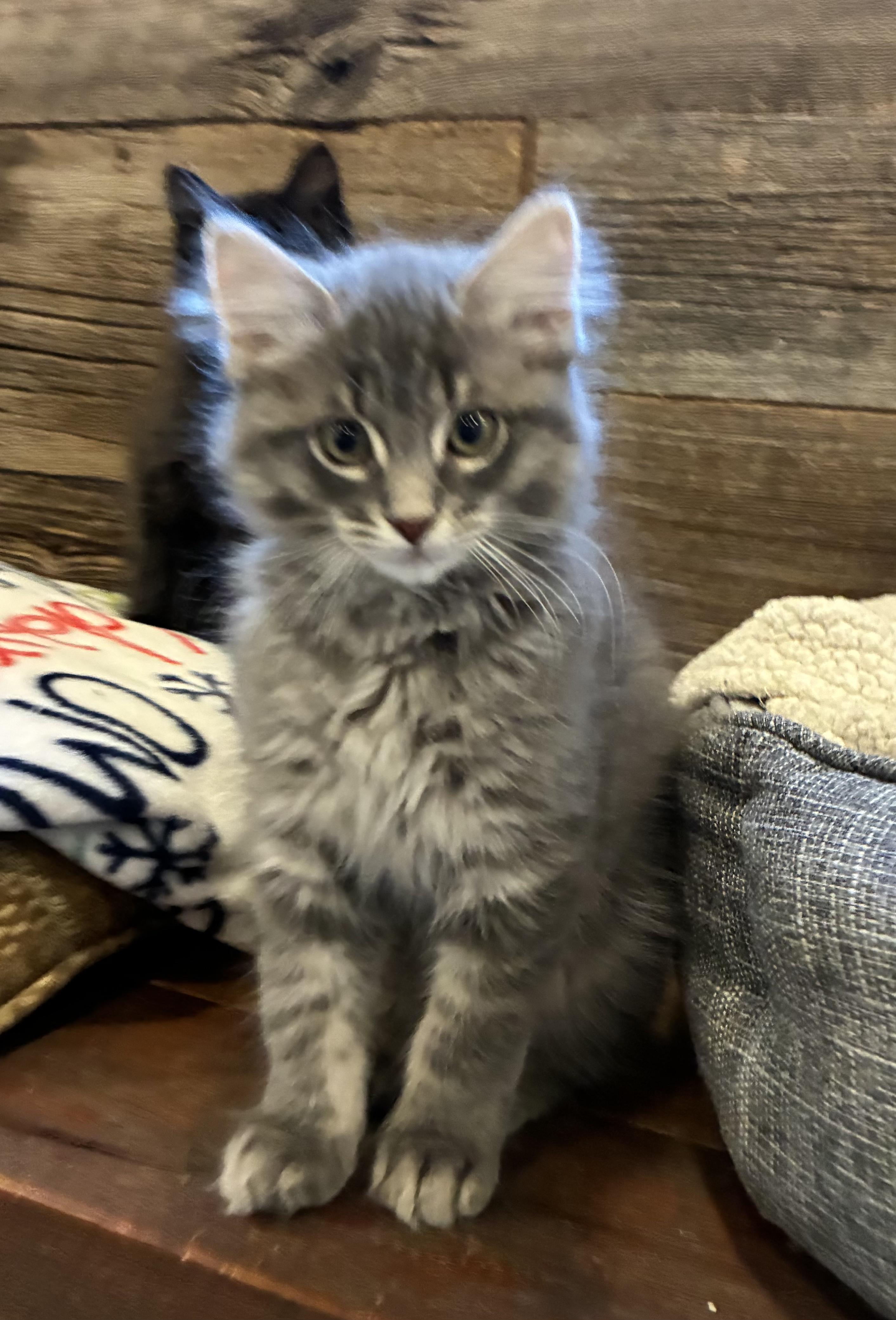 Fluffy (litter mates are Daisy, Mario & Lia), a Adoptable Domestic Long Hair in Brighton, MI image 4/5