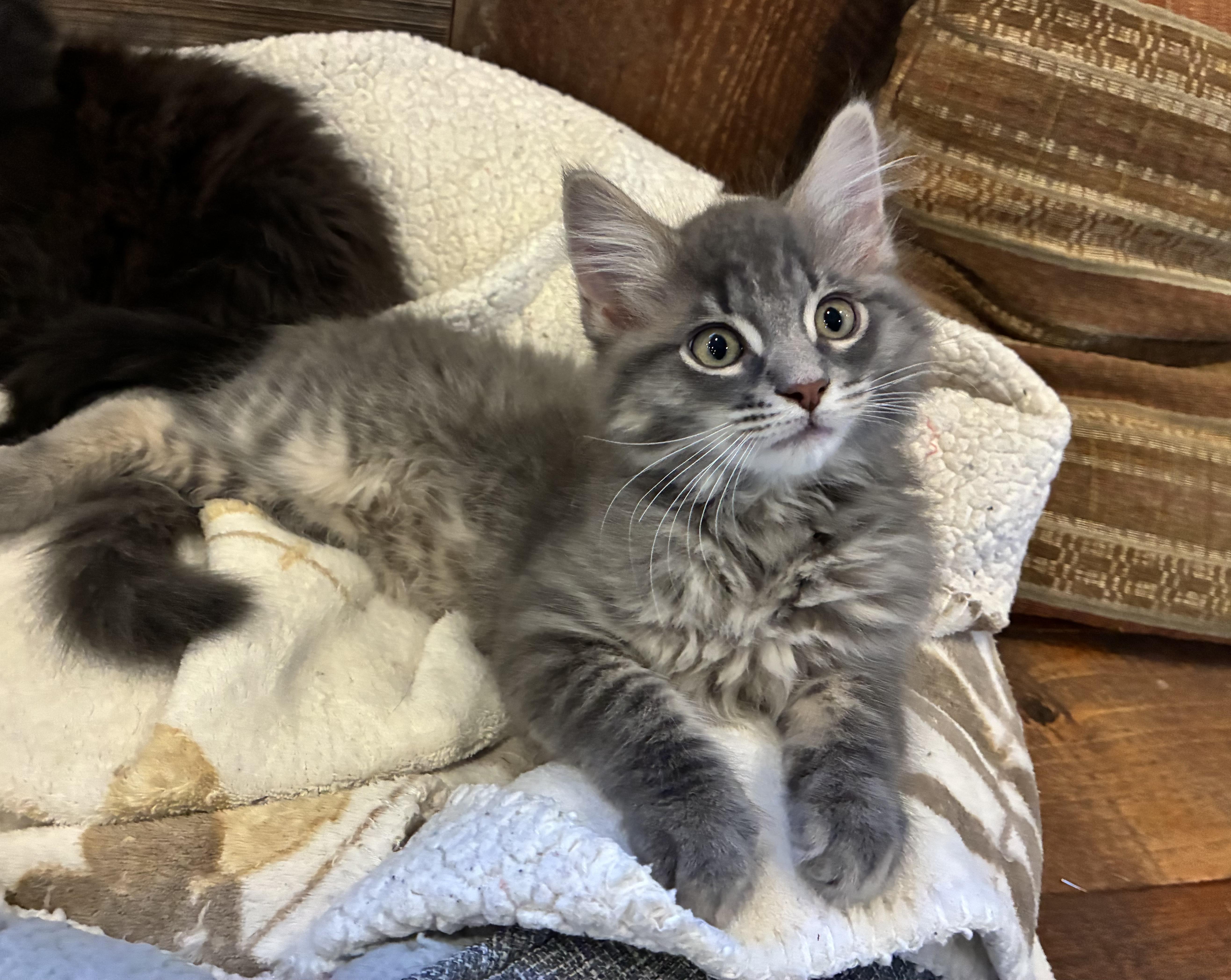 Fluffy (litter mates are Daisy, Mario & Lia), a Adoptable Domestic Long Hair in Brighton, MI image 3/5