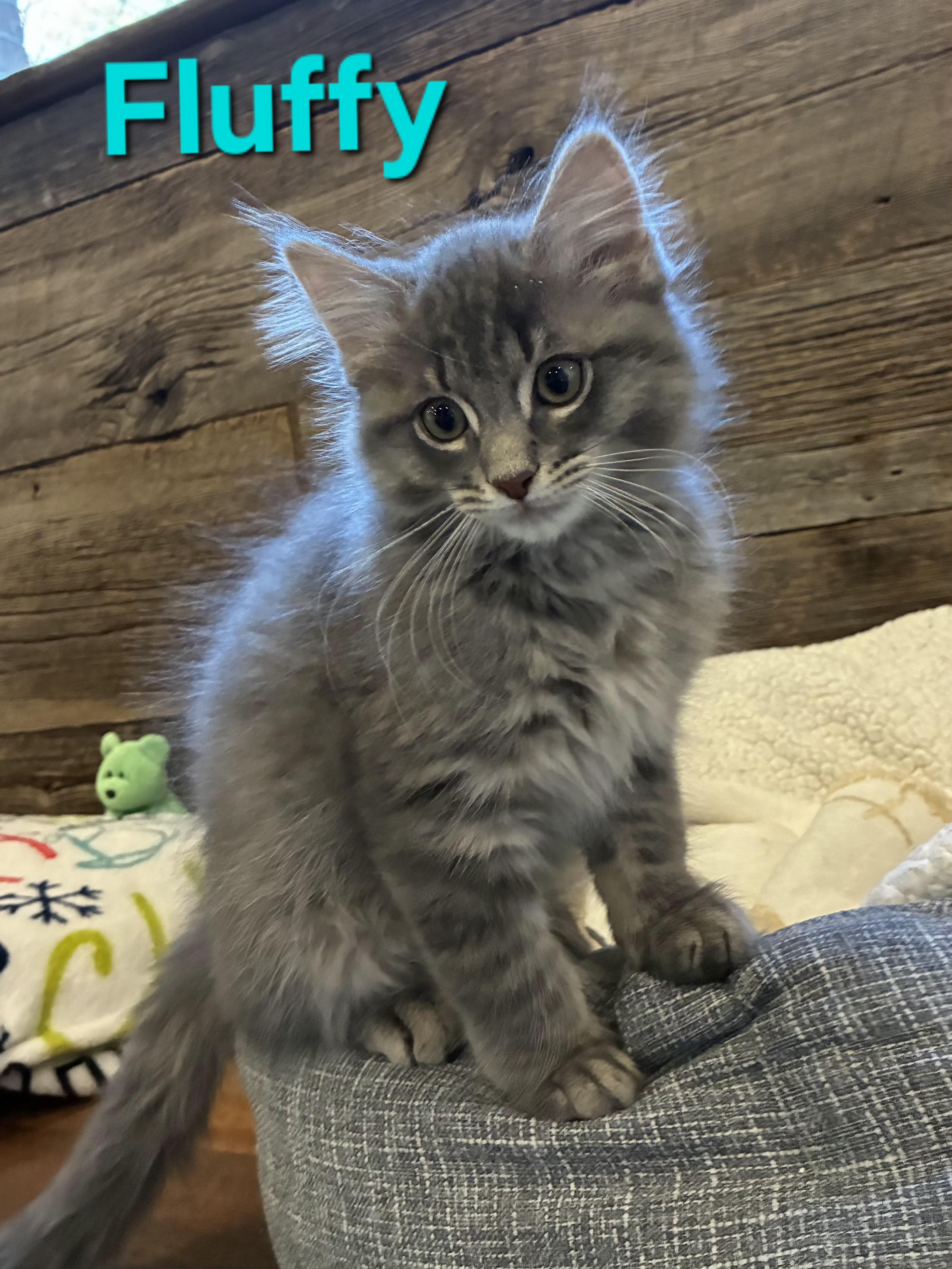 Fluffy (litter mates are Daisy, Mario & Lia), a Adoptable Domestic Long Hair in Brighton, MI image 1/5