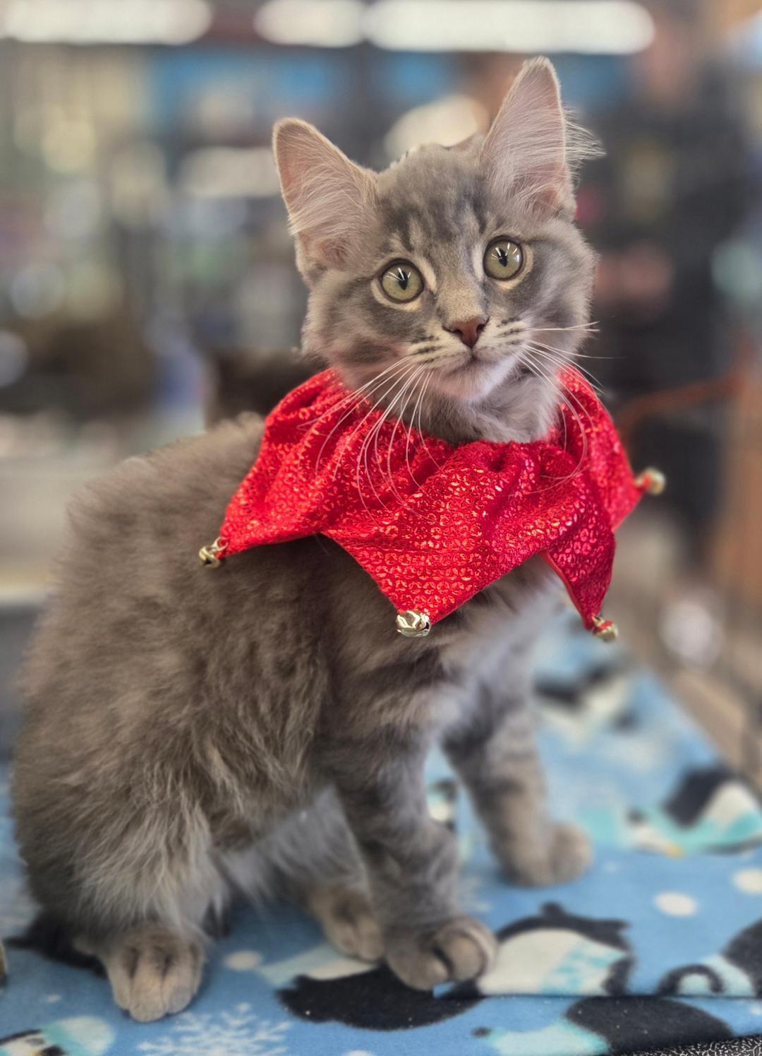 Fluffy (litter mates are Daisy, Mario & Lia), a Adoptable Domestic Long Hair in Brighton, MI image 2/5