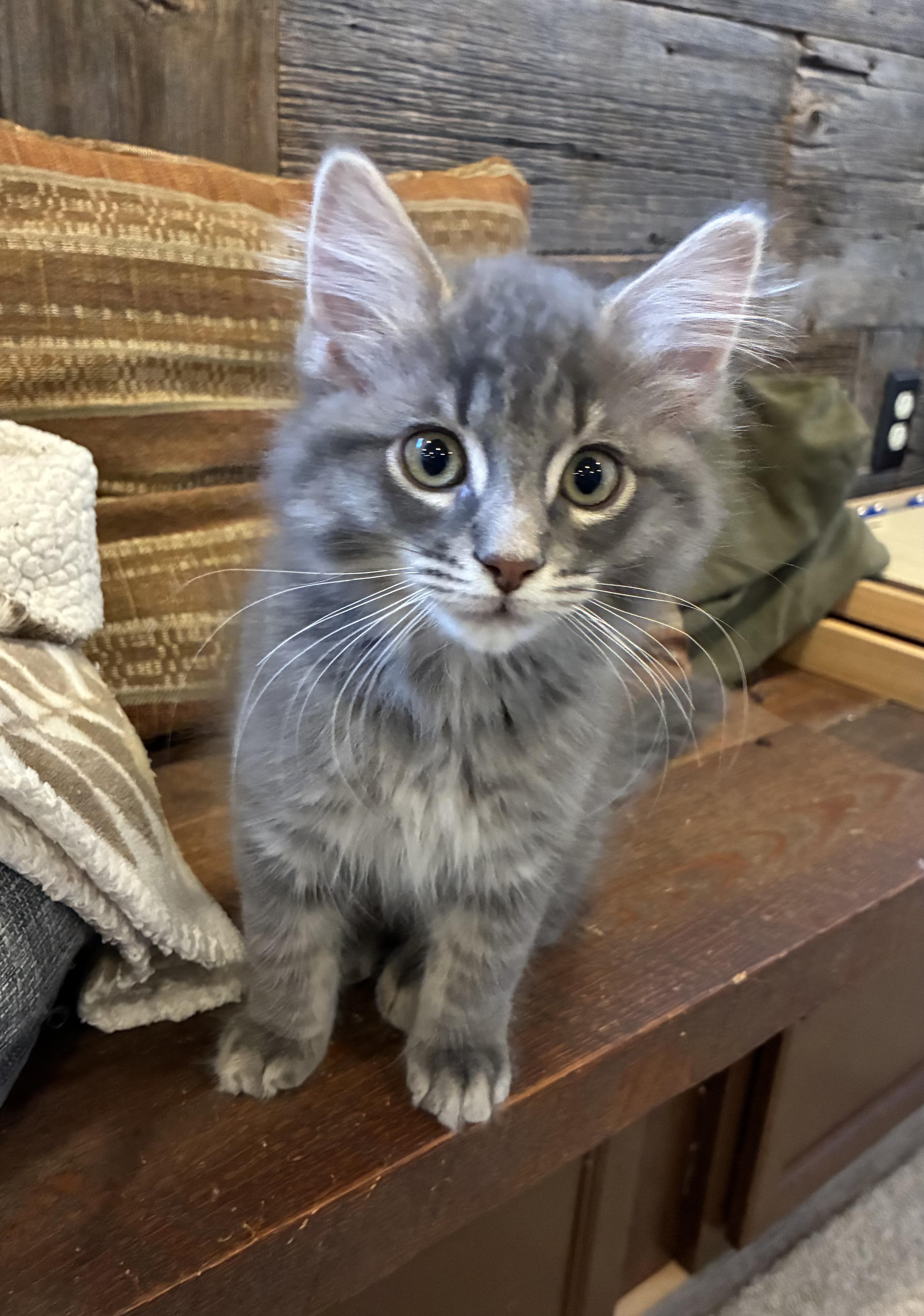 Fluffy (litter mates are Daisy, Mario & Lia), a Adoptable Domestic Long Hair in Brighton, MI image 5/5