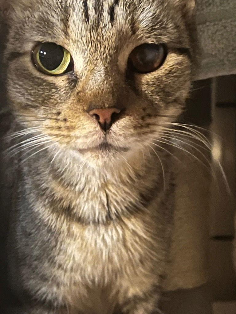 Enlarge Wishy Whispy, a Adoptable Domestic Short Hair in Cromwell, KY image 1/1