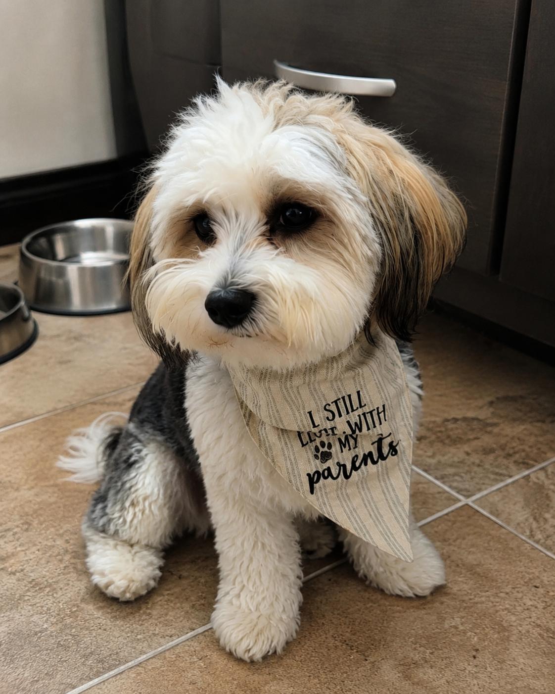 Rocky, an adopted mixed breed in Oceanside, CA image 6/6