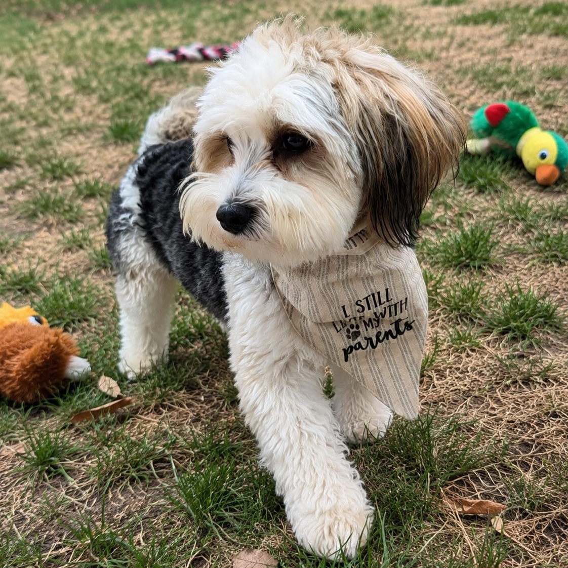 Rocky, an adopted mixed breed in Oceanside, CA image 1/6
