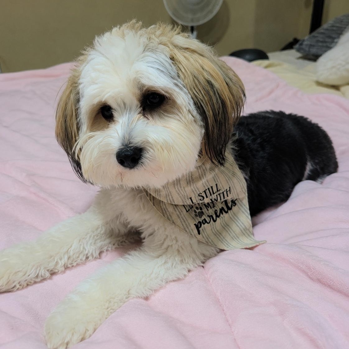Rocky, an adopted mixed breed in Oceanside, CA image 2/6