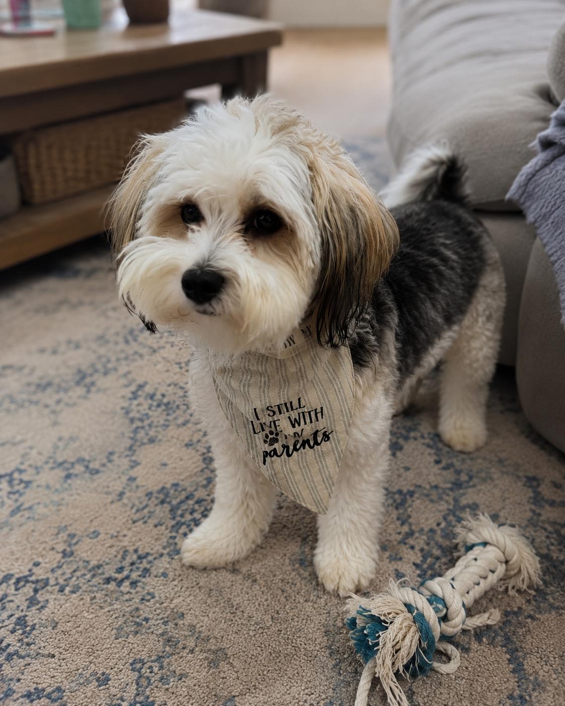 Rocky, an adopted mixed breed in Oceanside, CA image 4/6