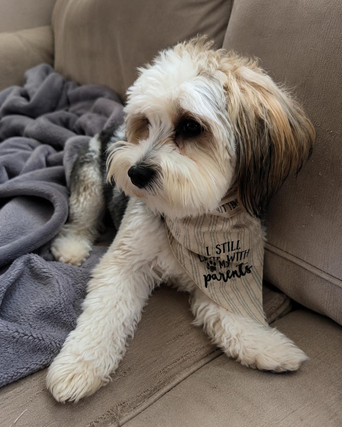 Rocky, an adopted mixed breed in Oceanside, CA image 3/6
