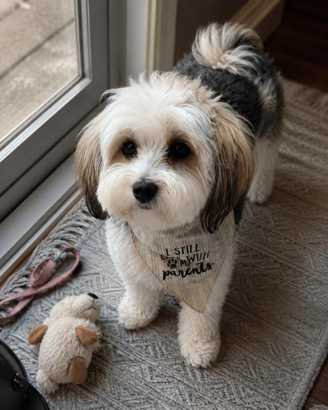 Rocky, an adopted mixed breed in Oceanside, CA image 5/6