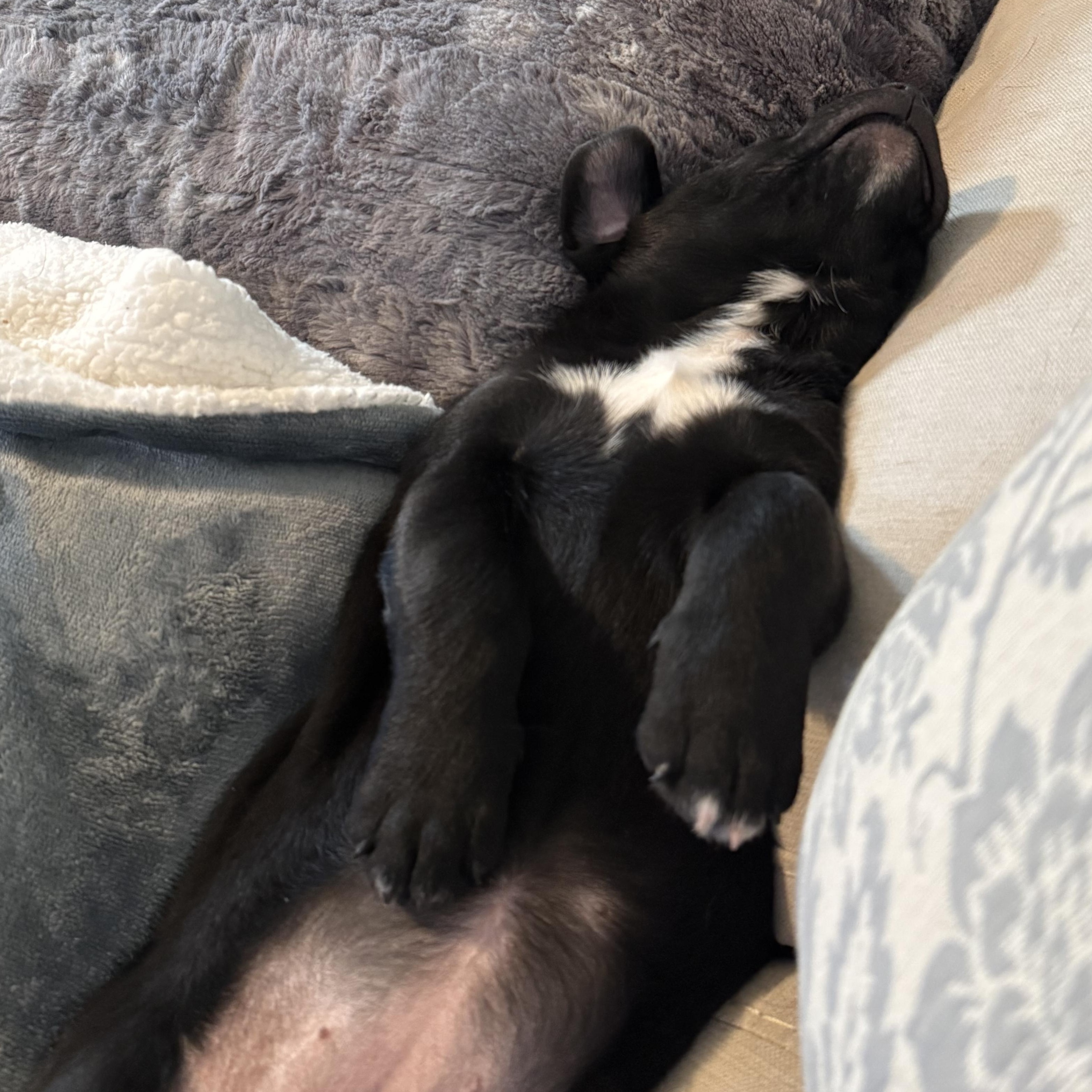 Enlarge Harmonica, a Adoptable mixed breed in Charlotte, NC image 4/5