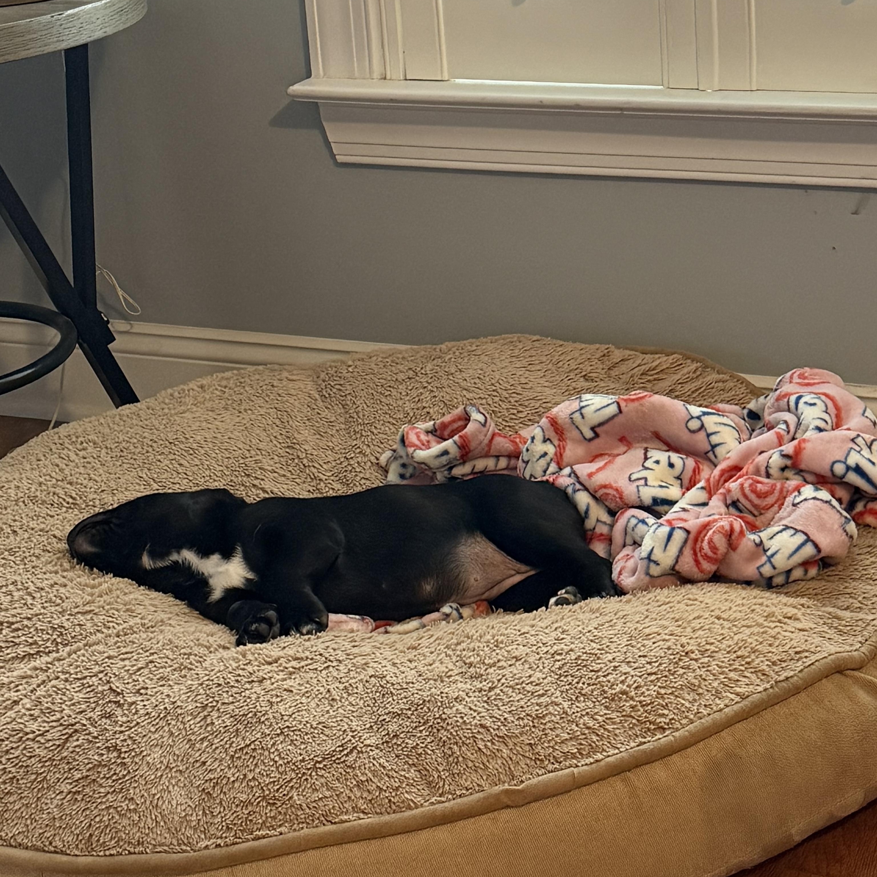 Enlarge Harmonica, a Adoptable mixed breed in Charlotte, NC image 3/5