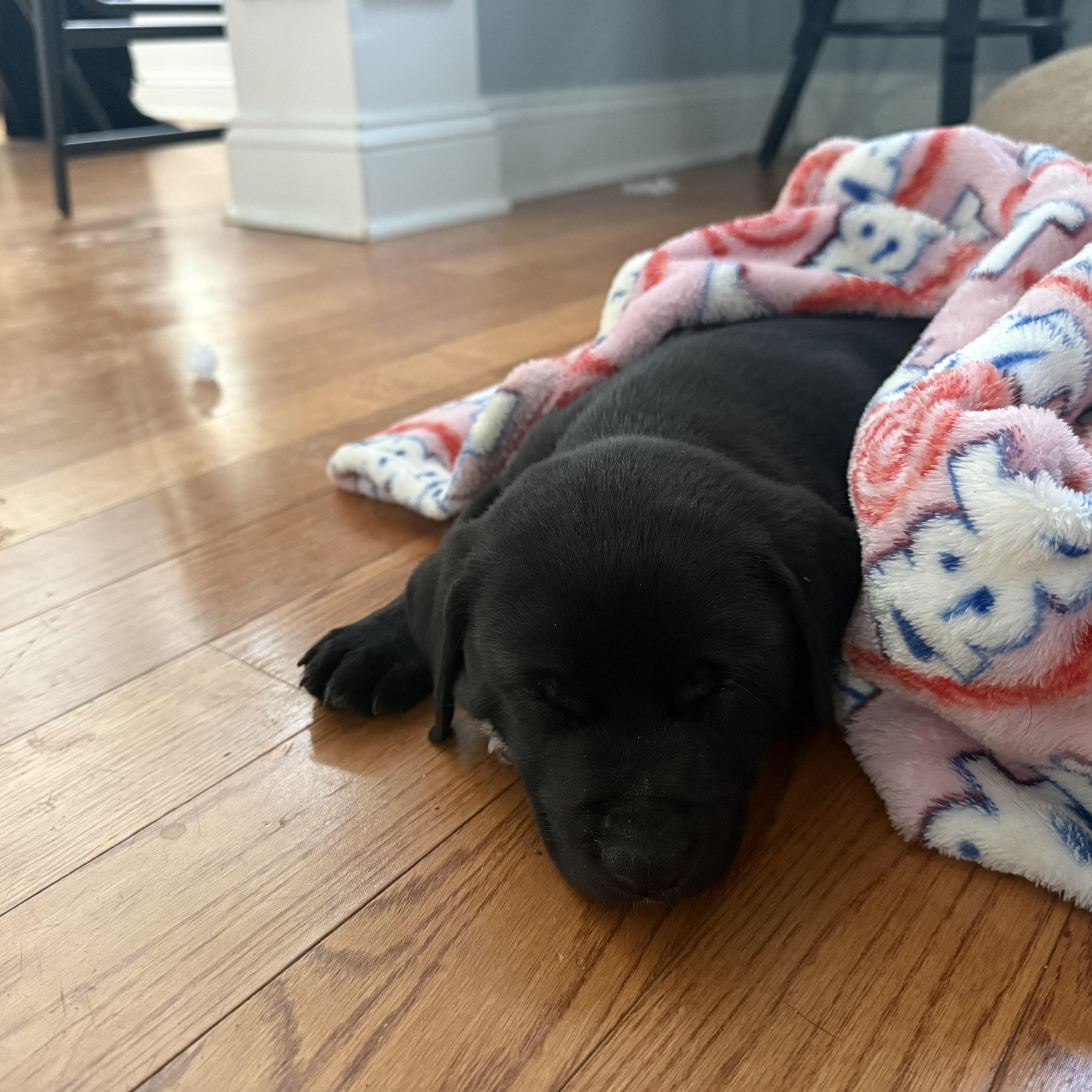 Enlarge Harmonica, a Adoptable mixed breed in Charlotte, NC image 2/5