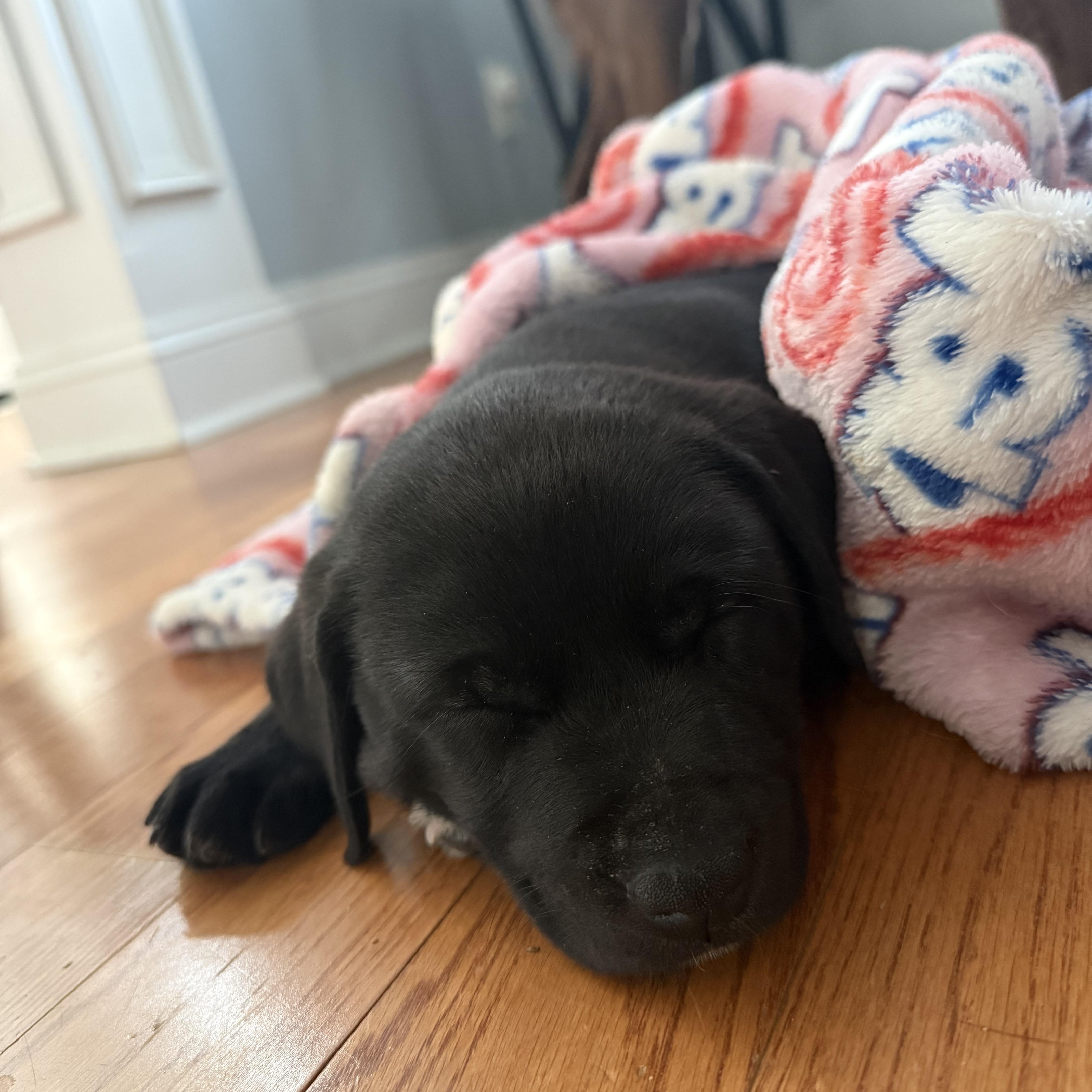 Enlarge Harmonica, a Adoptable mixed breed in Charlotte, NC image 5/5