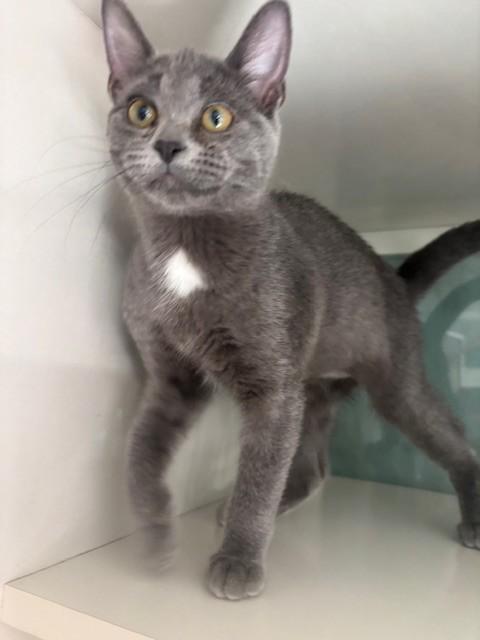 Enlarge Gem, a Adoptable Domestic Short Hair in Hutchinson, MN image 2/6