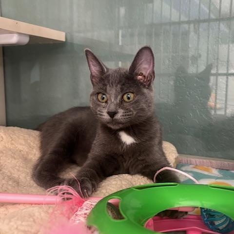 Enlarge Gem, a Adoptable Domestic Short Hair in Hutchinson, MN image 4/6