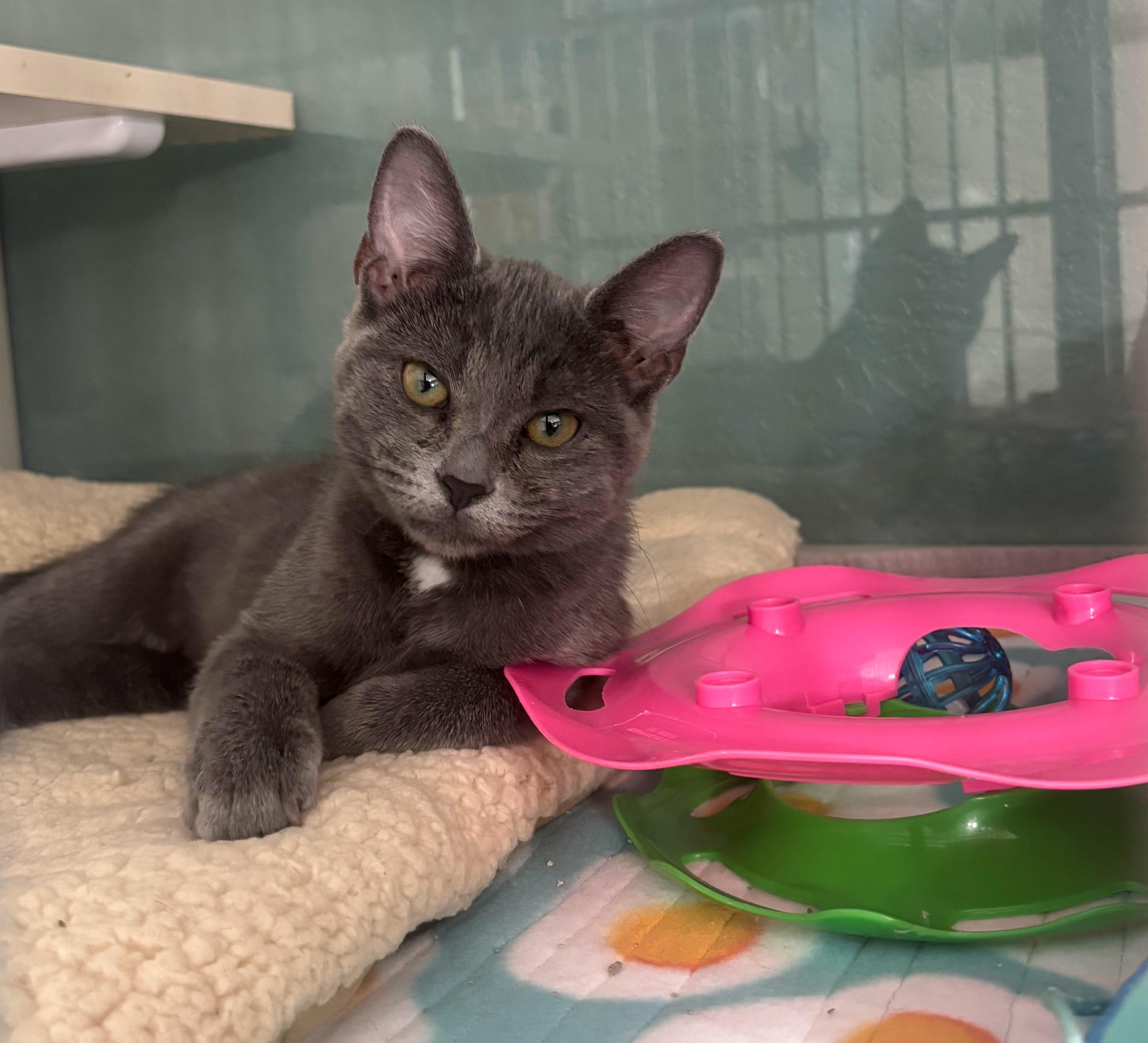 Enlarge Gem, a Adoptable Domestic Short Hair in Hutchinson, MN image 1/6