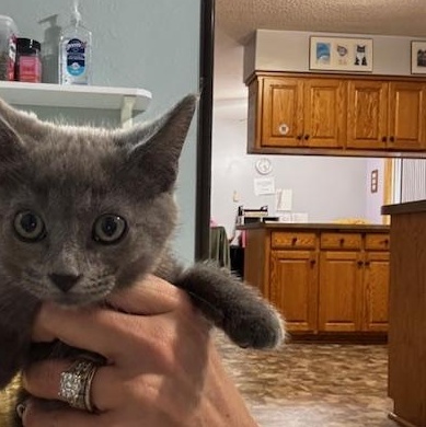 Enlarge Gem, a Adoptable Domestic Short Hair in Hutchinson, MN image 6/6