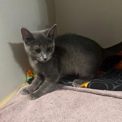Enlarge Gem, a Adoptable Domestic Short Hair in Hutchinson, MN image 5/6