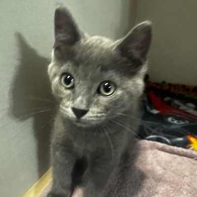 Enlarge Gem, a Adoptable Domestic Short Hair in Hutchinson, MN image 3/6