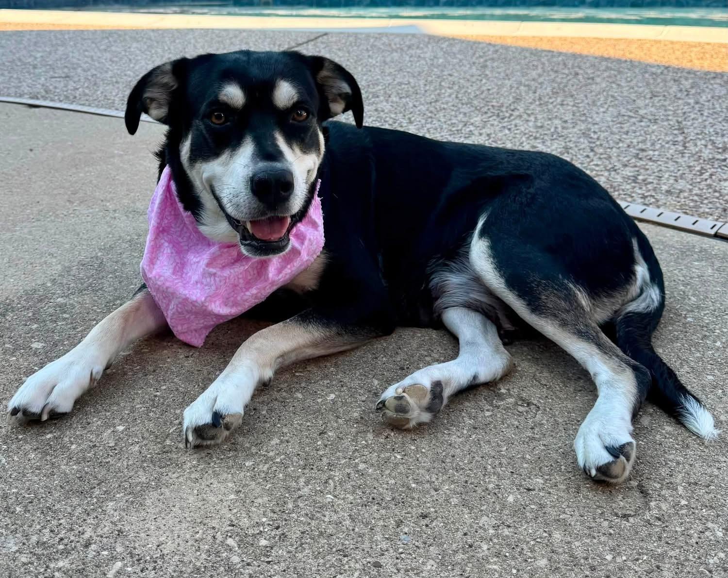 Enlarge Bonnie, a ADOPTABLE mixed breed in Southlake, TX image 2/6