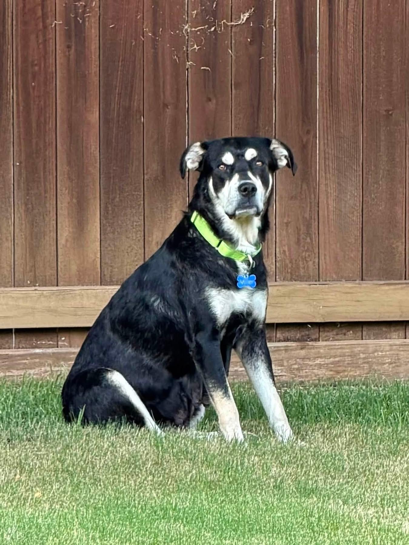 Enlarge Bonnie, a ADOPTABLE mixed breed in Southlake, TX image 5/6