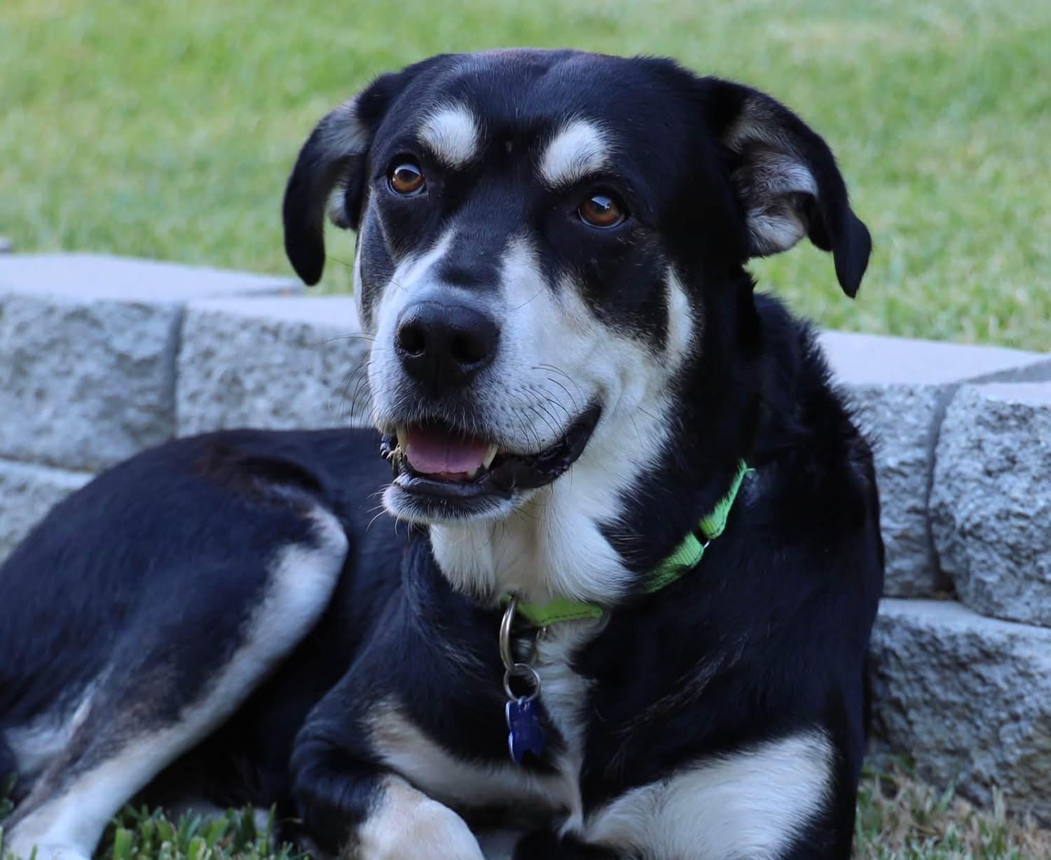 Bonnie, ADOPTABLE, Adult Female Shepherd.